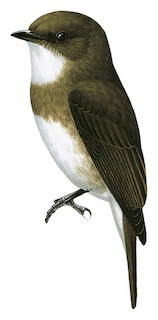 Muscicapa aquatica infulata