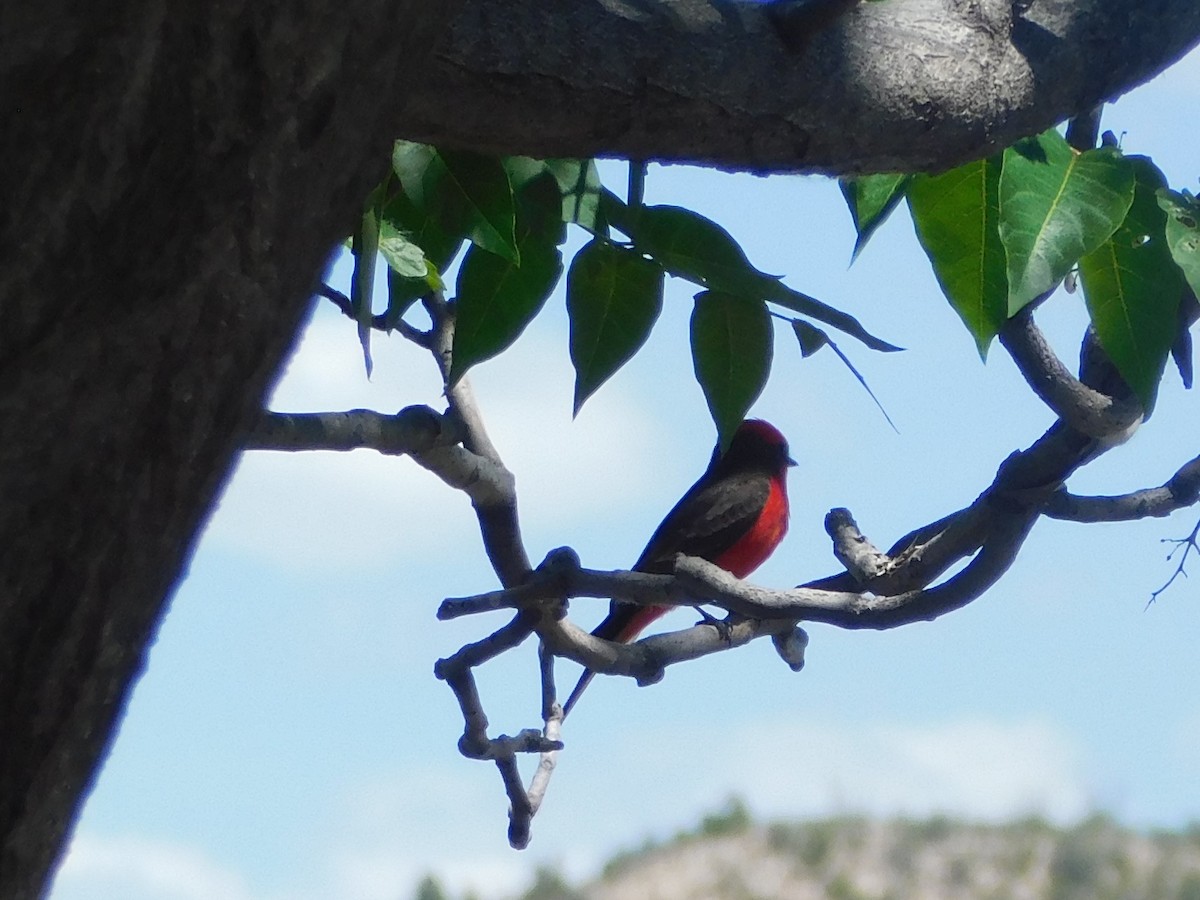 Vermilion Flycatcher - ML153533171