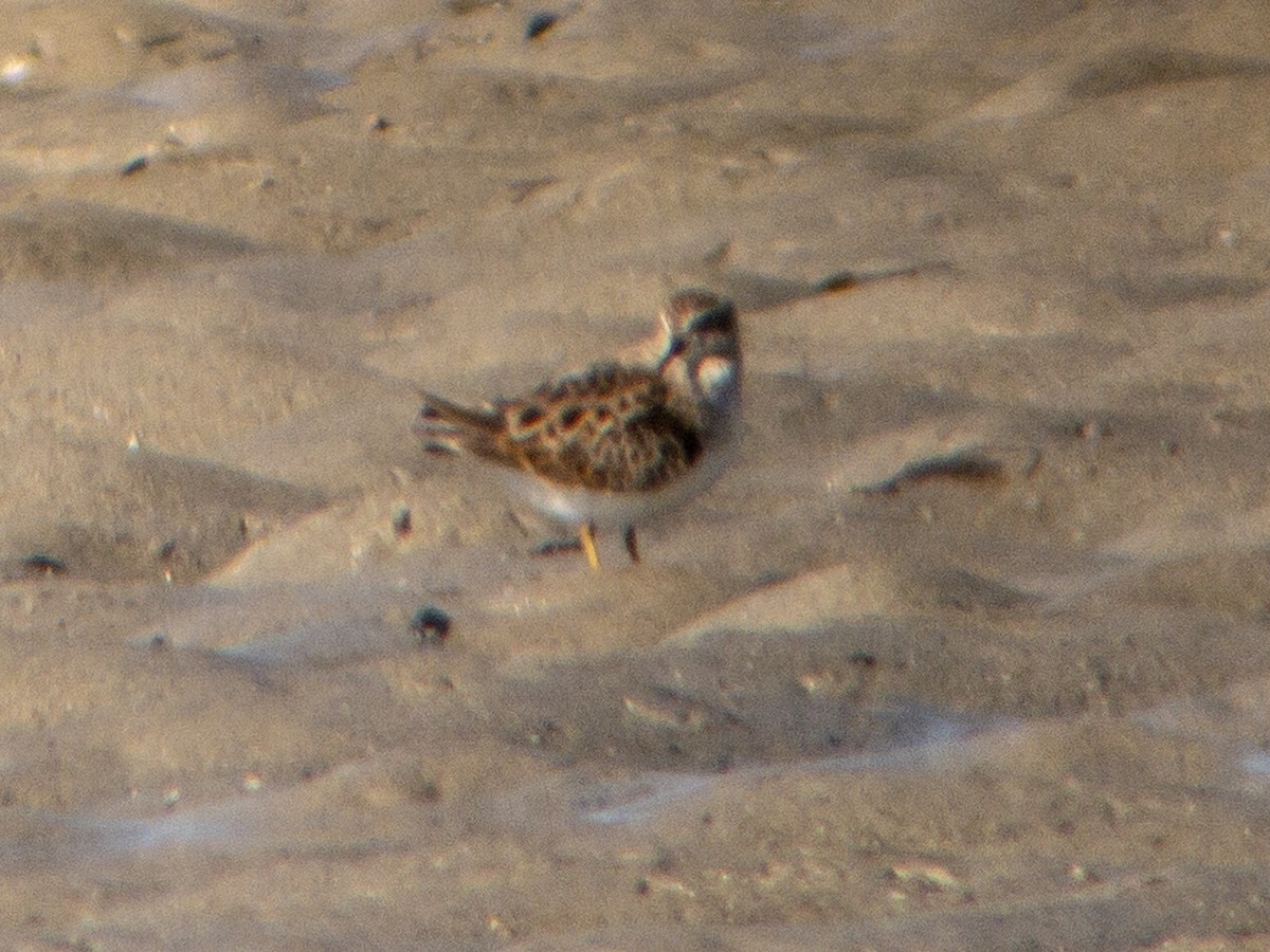 Least Sandpiper - ML153535671