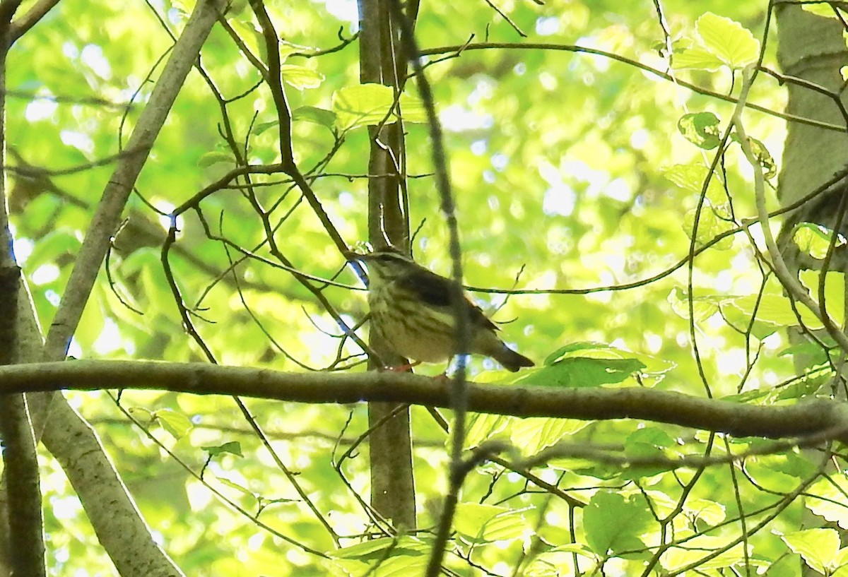 Louisiana Waterthrush - ML153537851