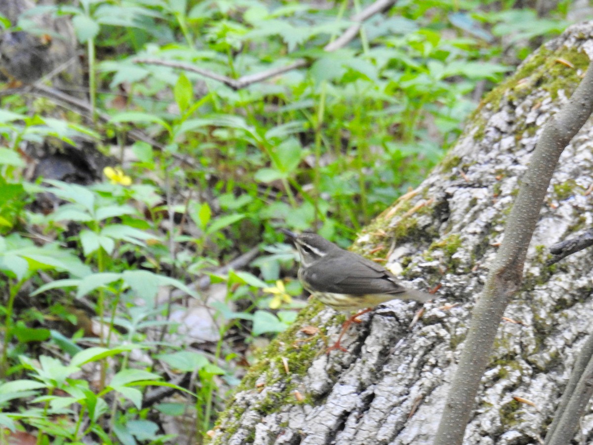 Louisiana Waterthrush - ML153537881