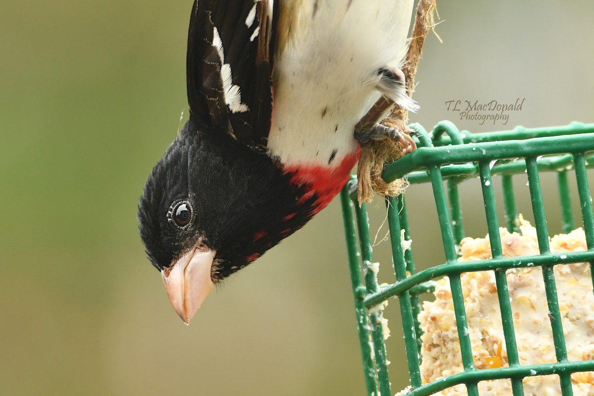 Northern Cardinal - ML153539471