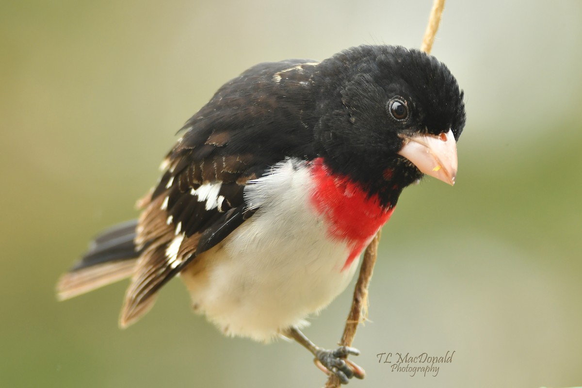 Northern Cardinal - ML153539481