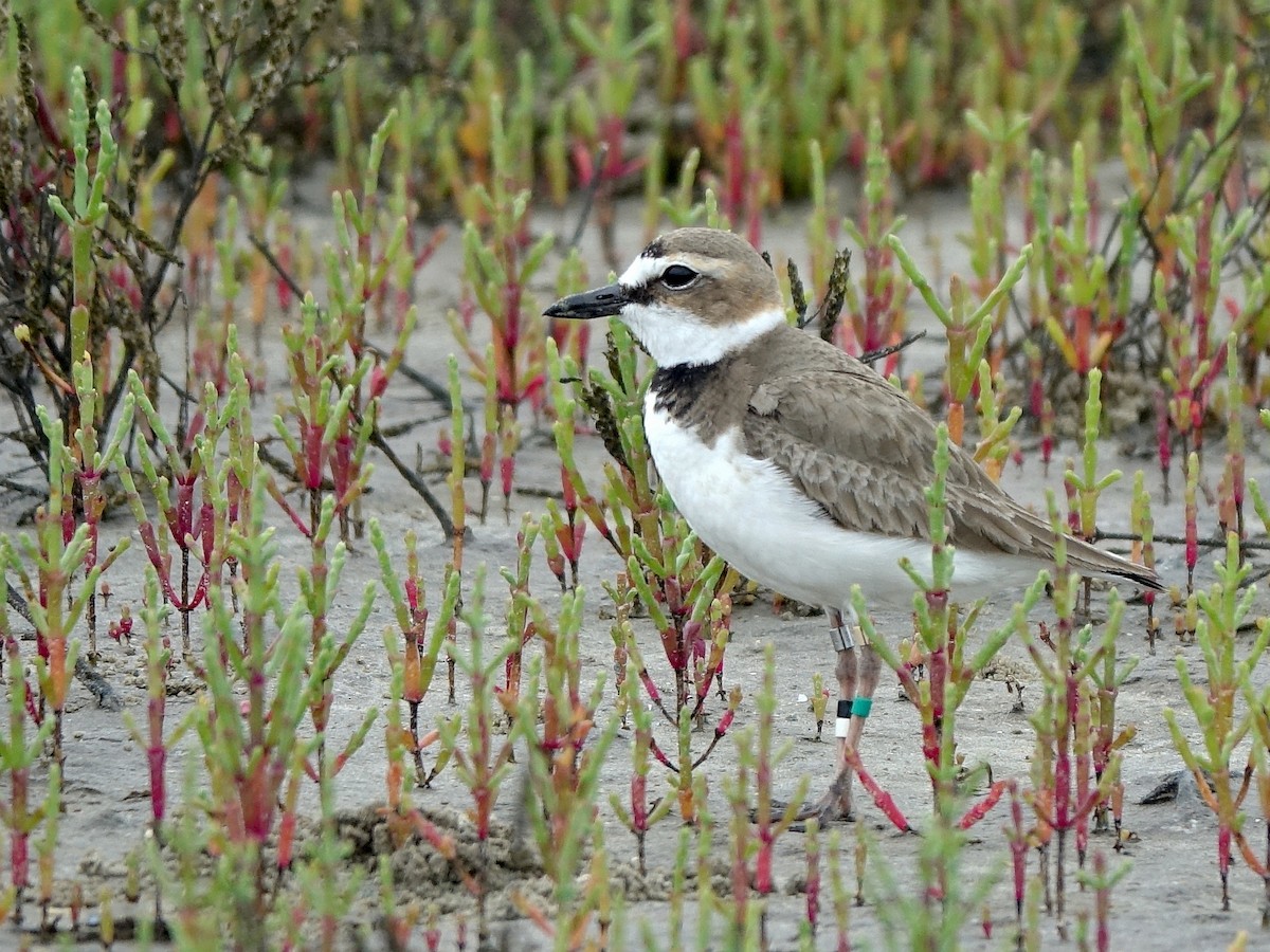 Wilson's Plover - ML153541211