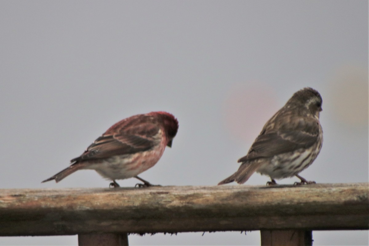 Purple Finch - ML153543861