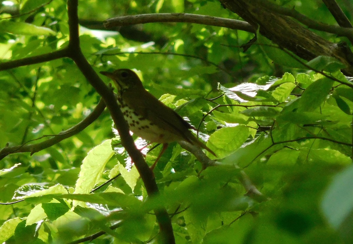 Wood Thrush - ML153544511