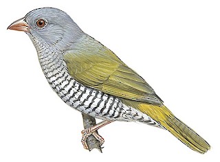 Green-winged Pytilia - Pytilia melba - Birds of the World