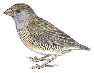 Quailfinch - Ortygospiza atricollis - Birds of the World