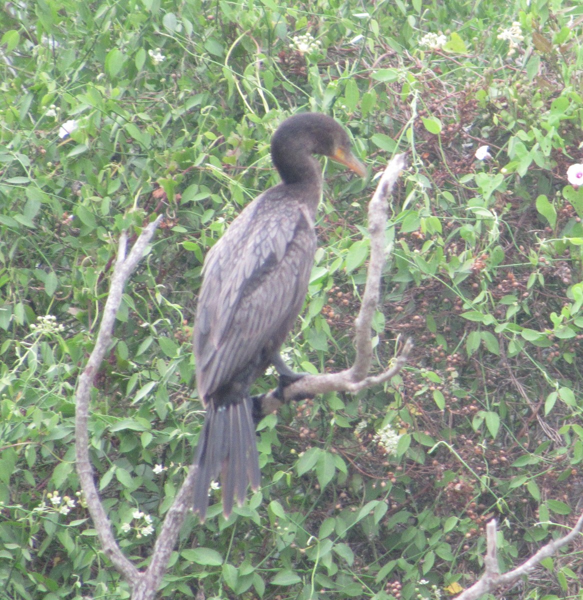 Neotropic Cormorant - ML153549571