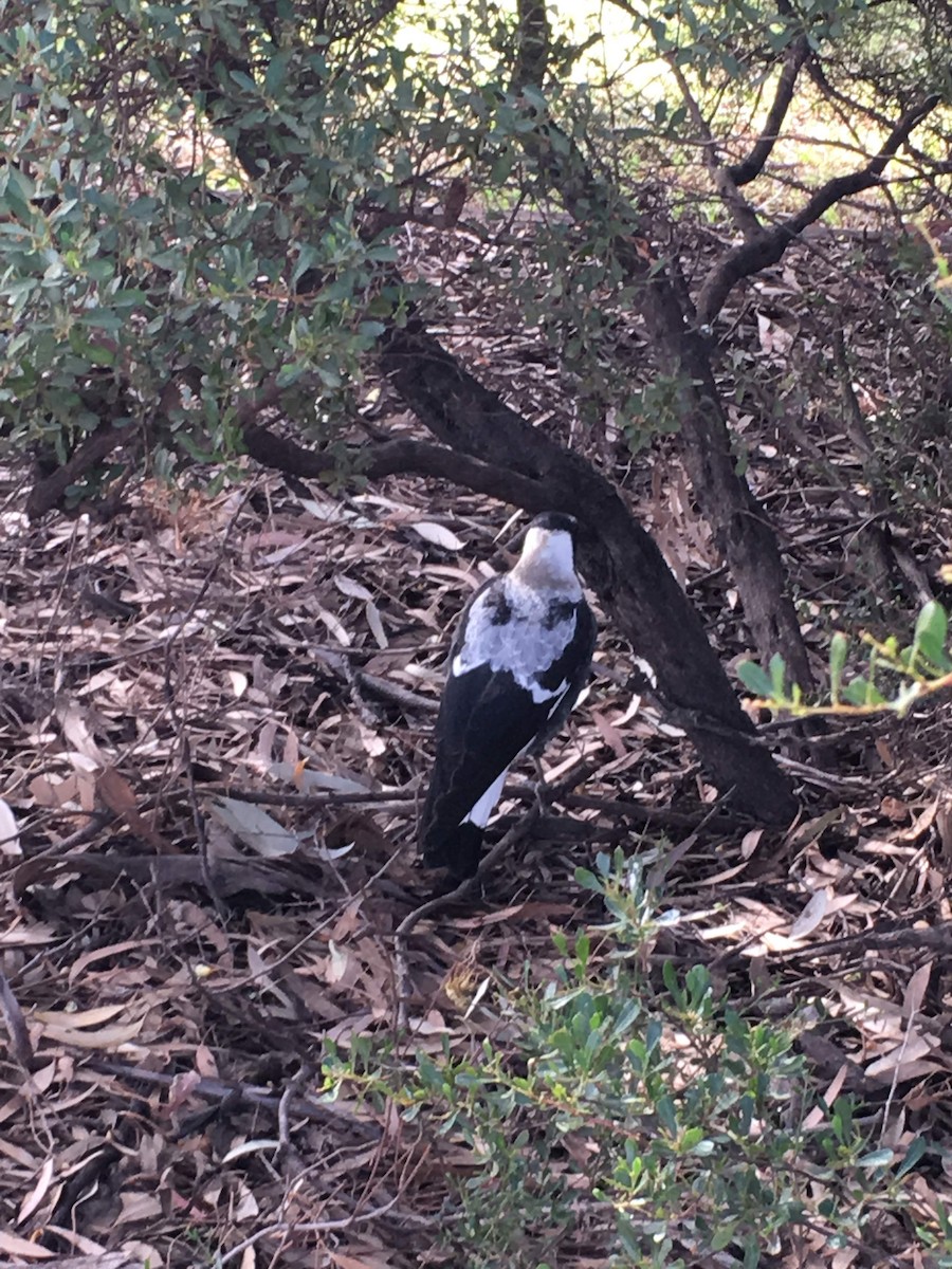 Australian Magpie (Black-backed x White-backed) - ML153549981