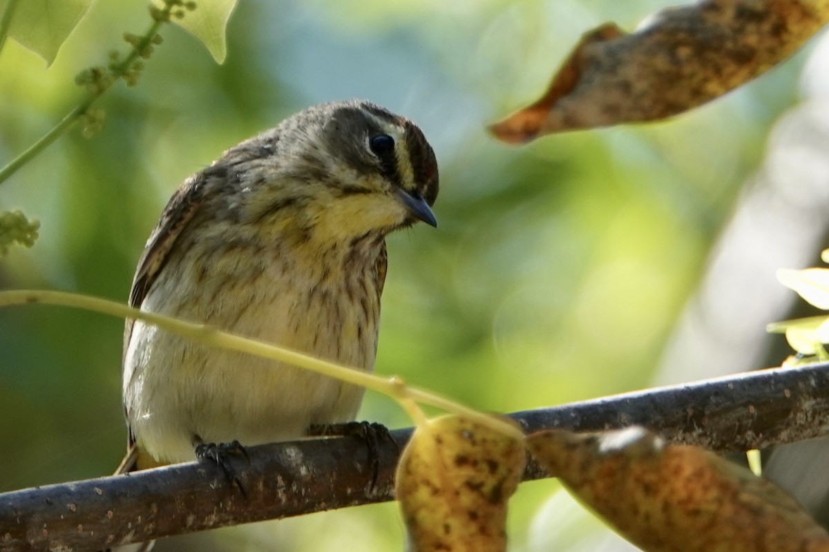 Palm Warbler - ML153550761