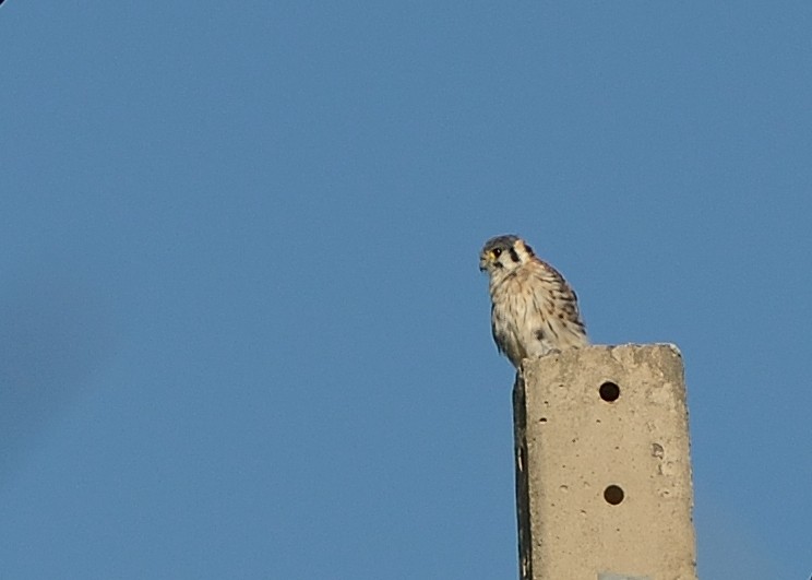 American Kestrel - Tulio J P da Silva