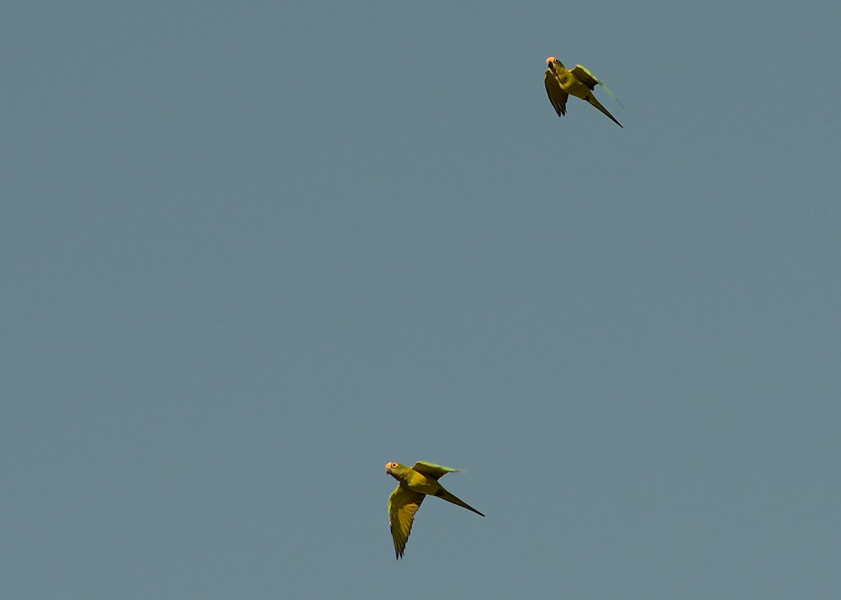 Peach-fronted Parakeet - Tulio J P da Silva