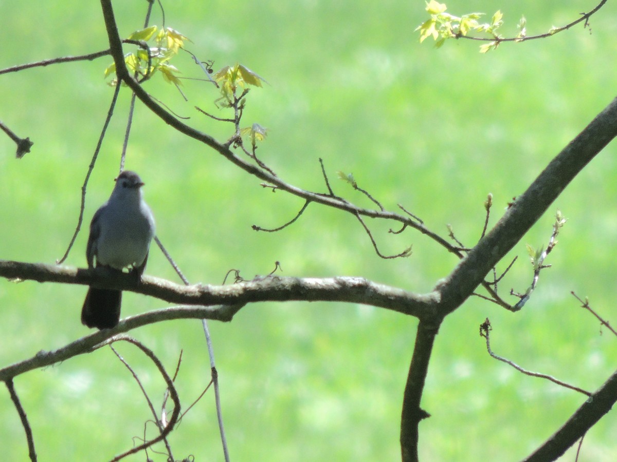 Gray Catbird - ML153553351