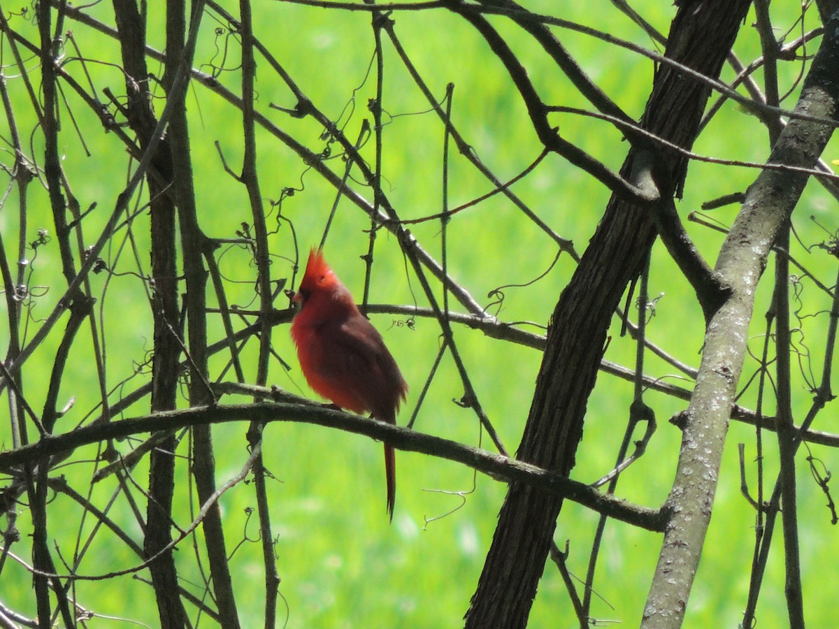 Cardinal rouge - ML153553541