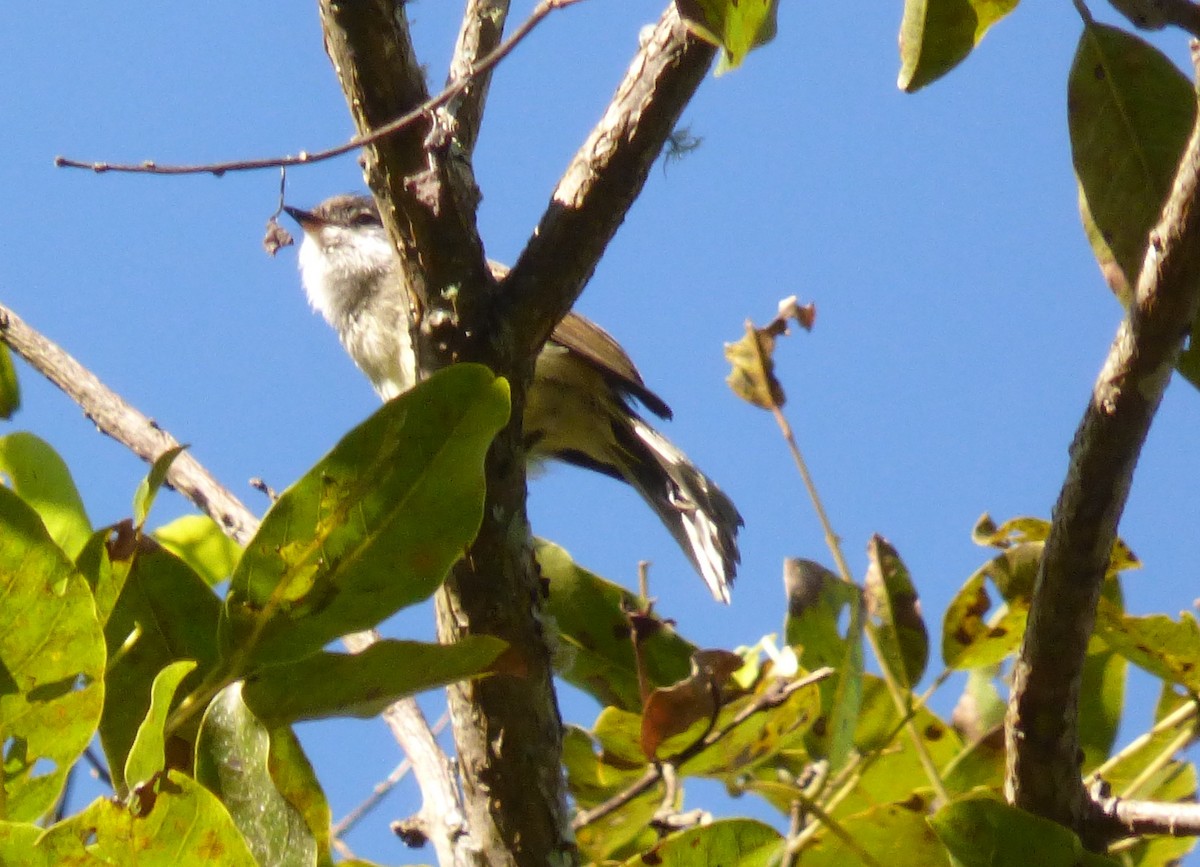 Tyranneau à gorge blanche - ML153554521