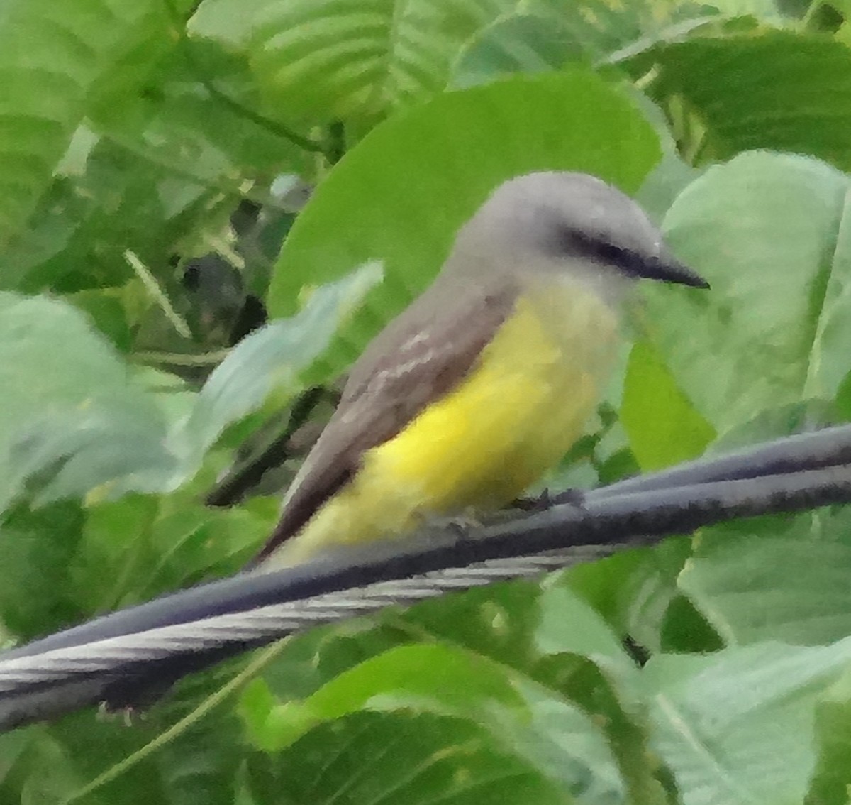 Tropical Kingbird - ML153554851