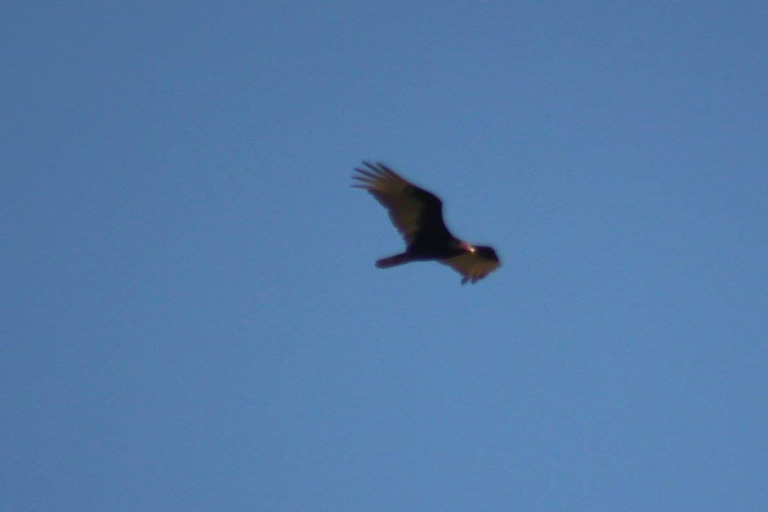 Turkey Vulture - Nathan O'Reilly