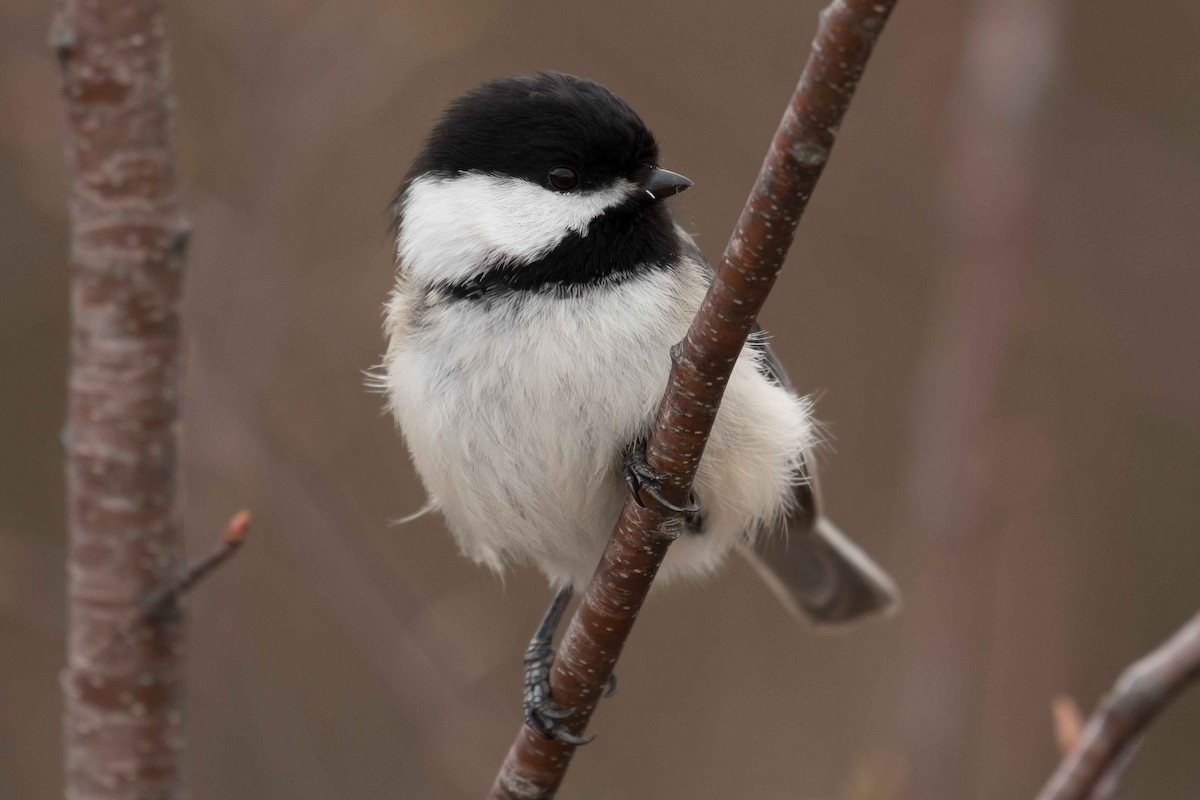 Black-capped Chickadee - ML153555331