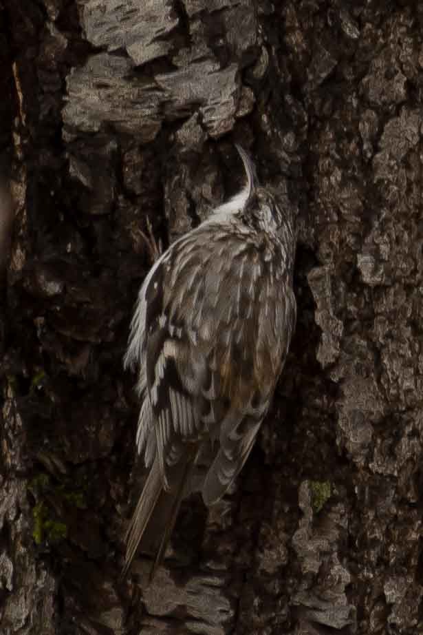 Brown Creeper - ML153555451