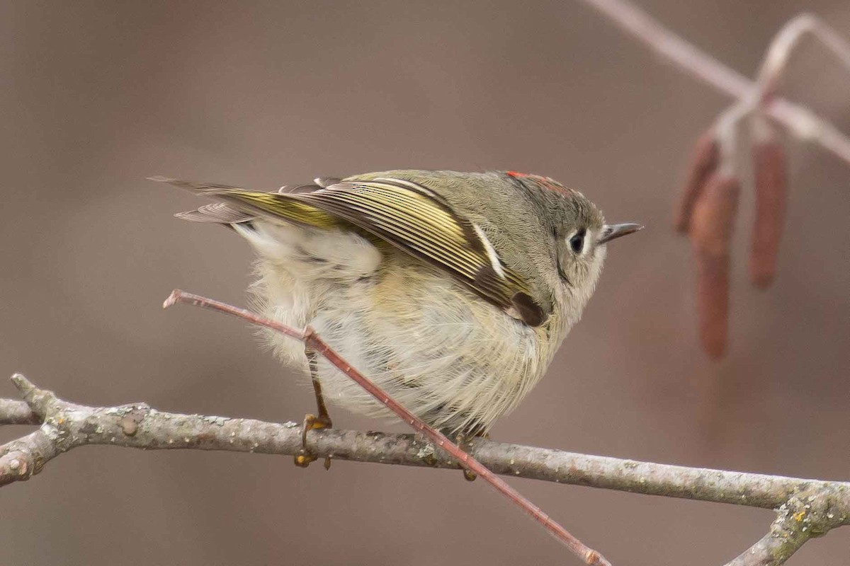 Ruby-crowned Kinglet - ML153555581