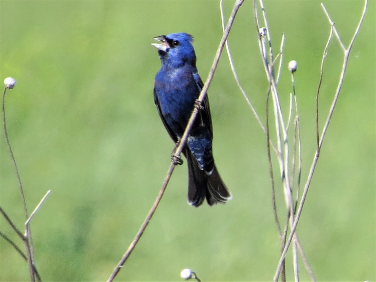 Blue Grosbeak - ML153555701