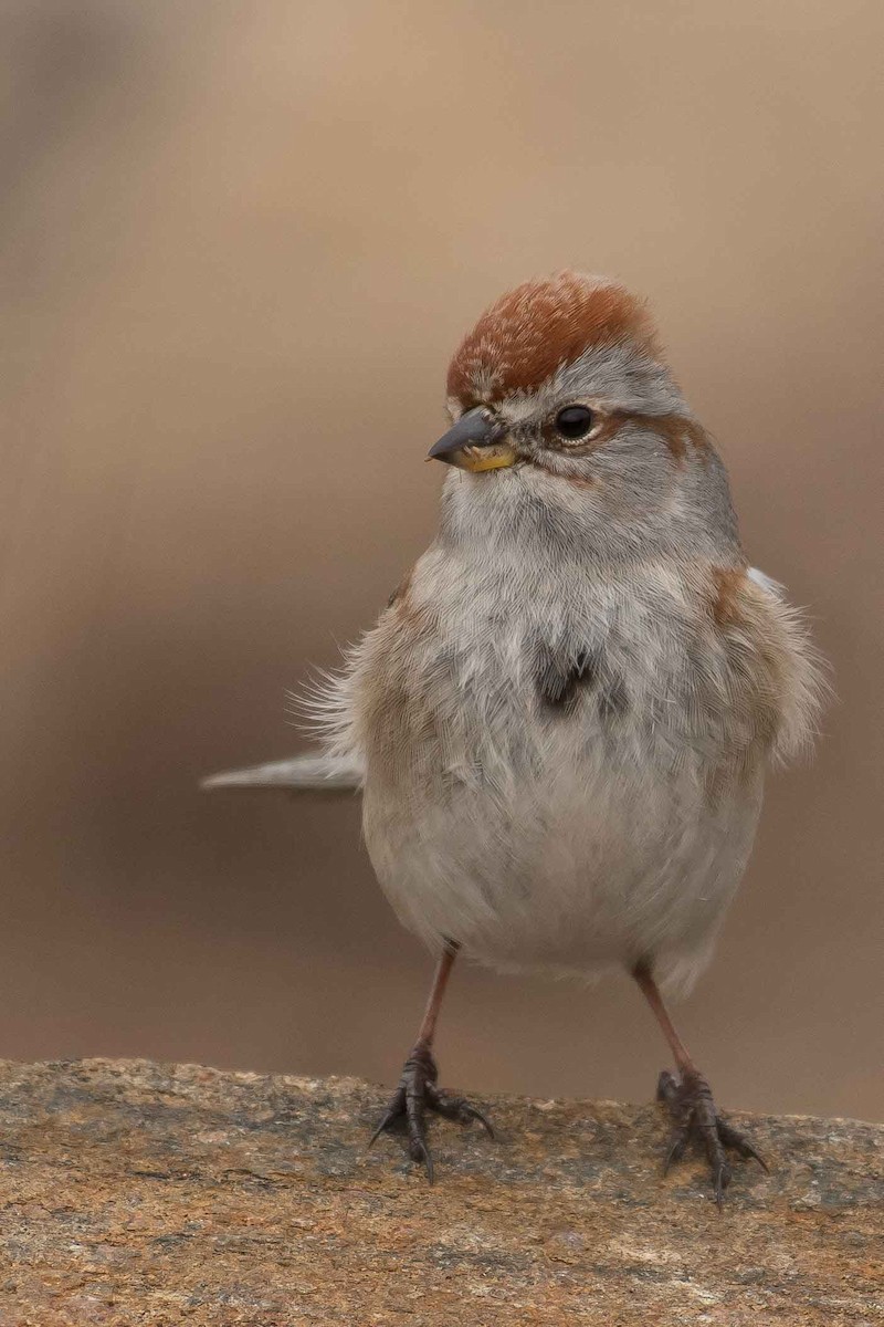 American Tree Sparrow - ML153556231