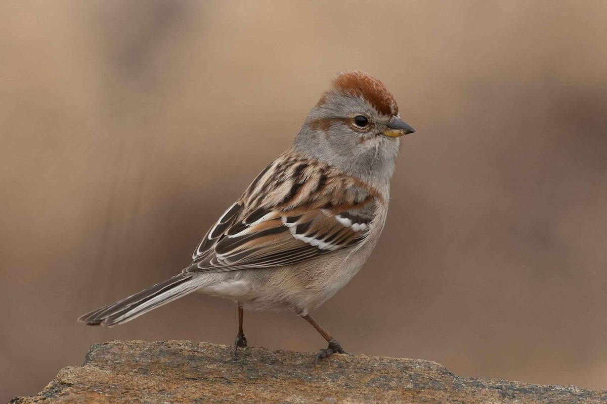 American Tree Sparrow - ML153556251