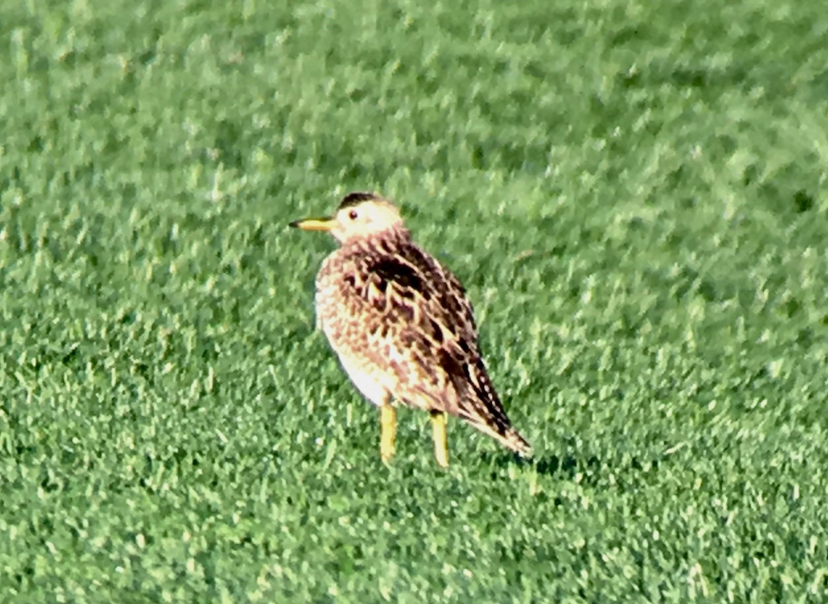 Upland Sandpiper - ML153556571