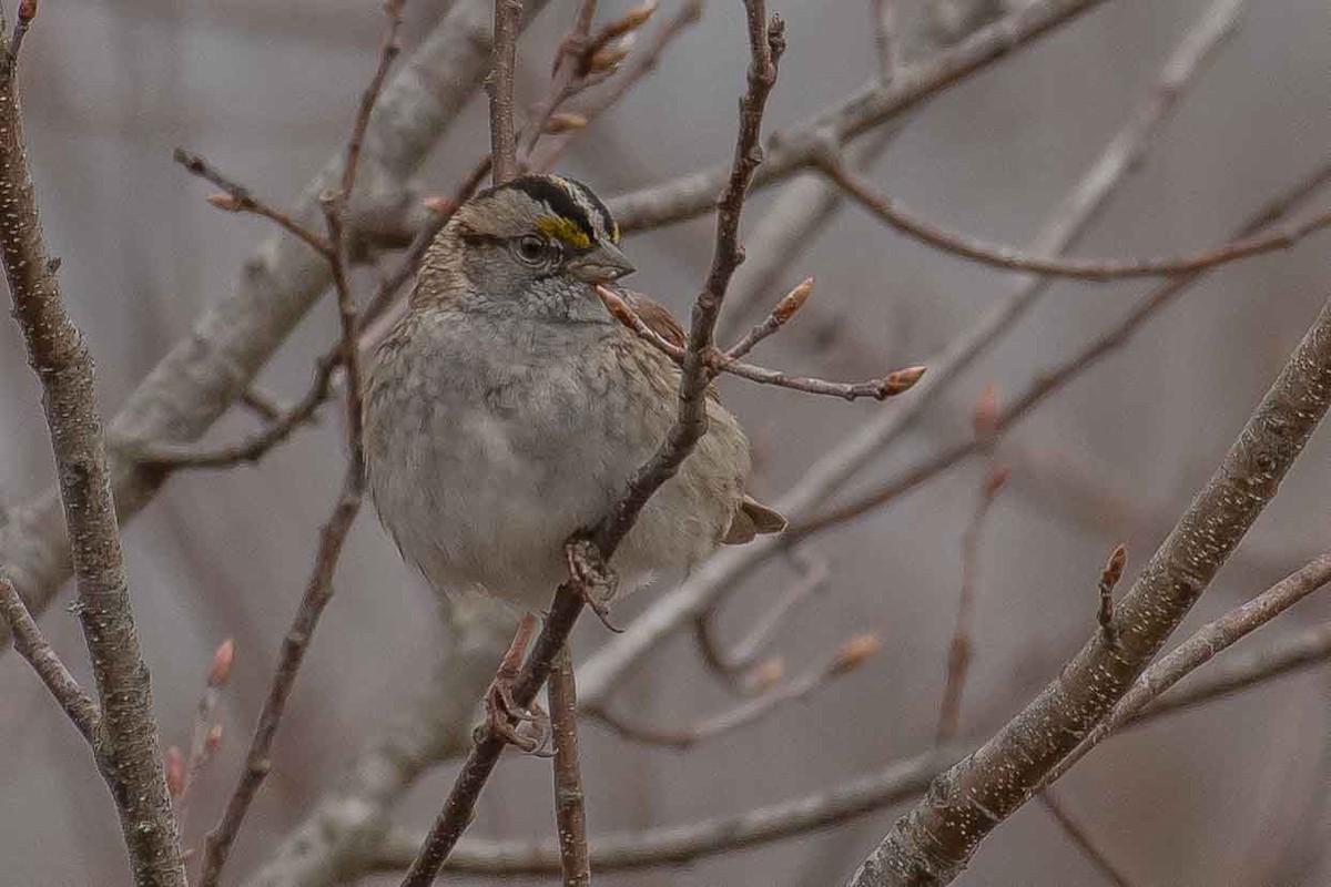White-throated Sparrow - ML153556611