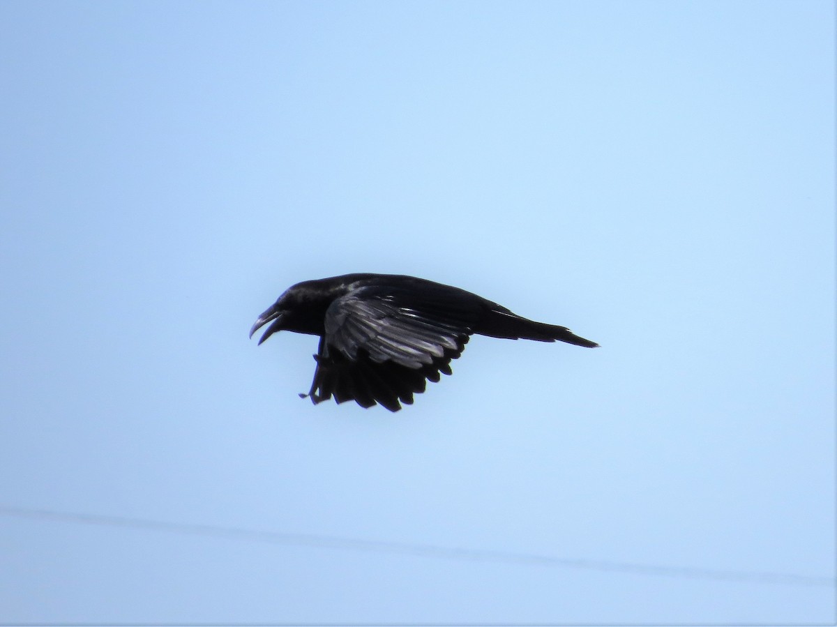 Common Raven - ML153556731