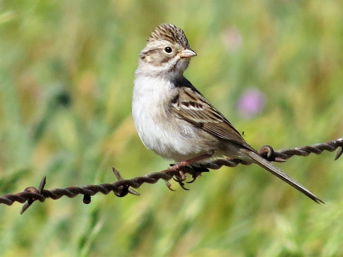 Brewer's Sparrow - ML153556851