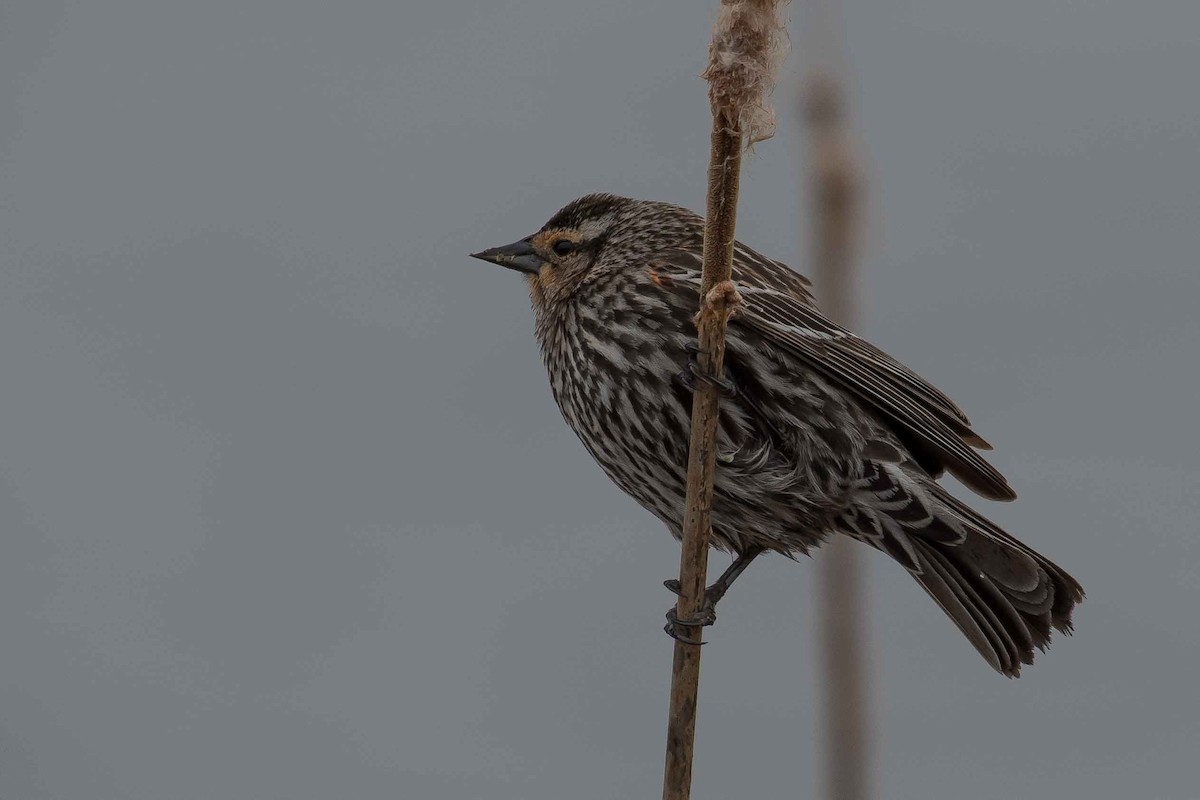 Red-winged Blackbird - ML153556971