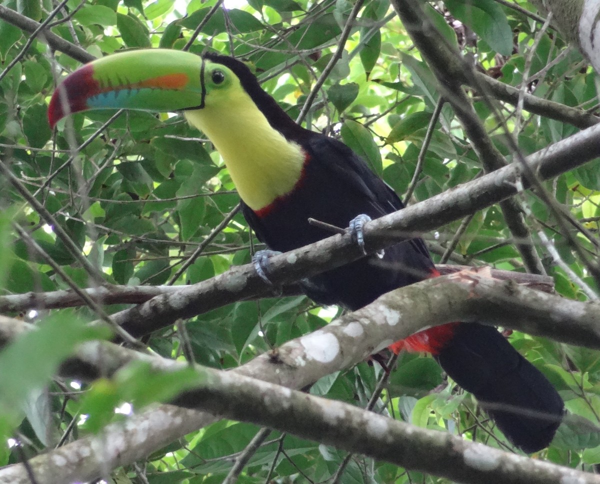 Keel-billed Toucan - ML153557081