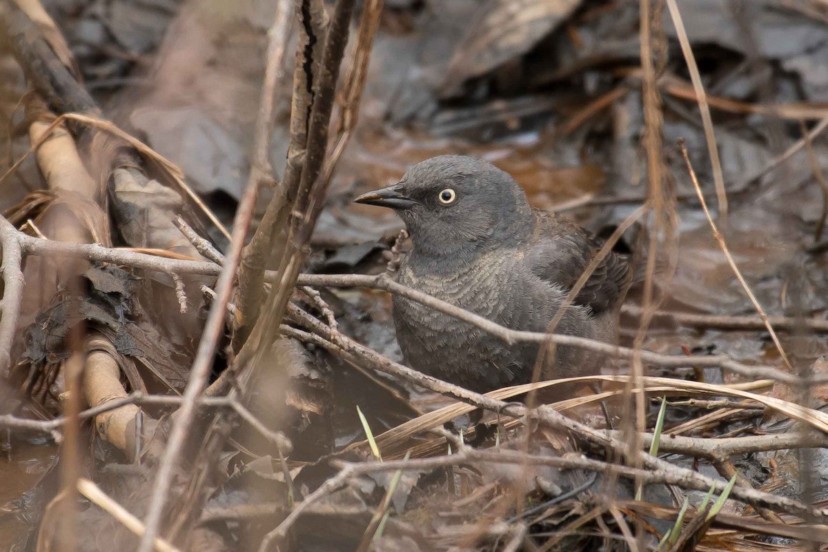 Rusty Blackbird - ML153557111