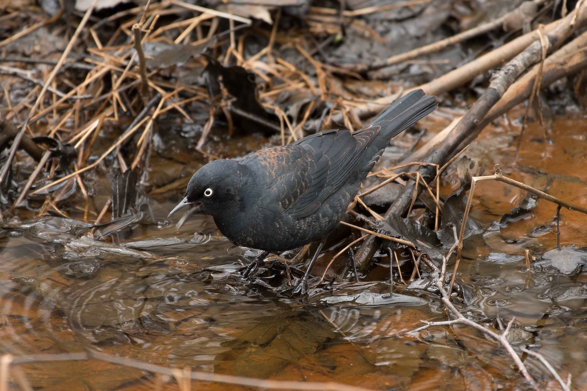 Rusty Blackbird - ML153557151