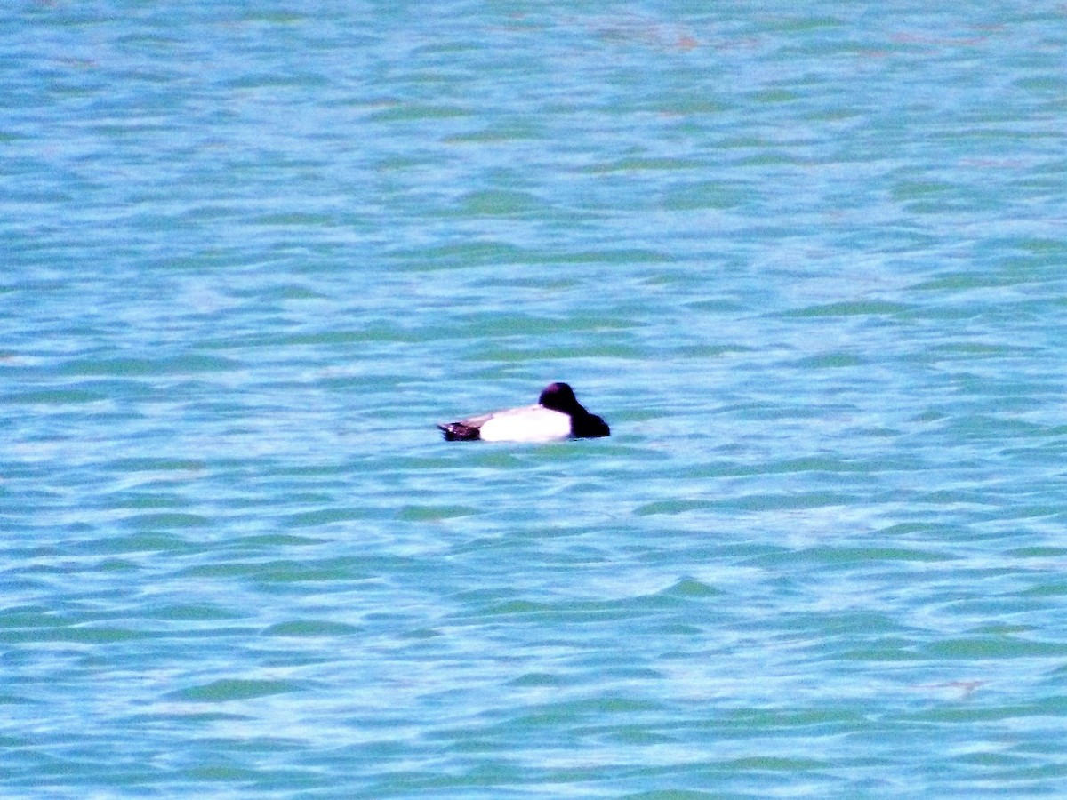 Lesser Scaup - ML153557281