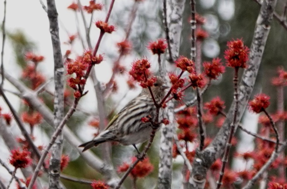 Pine Siskin - Peter Blancher