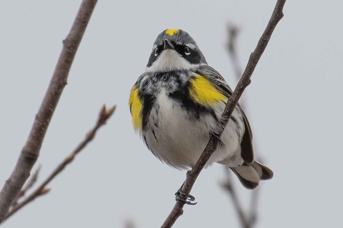 Yellow-rumped Warbler - Gerry Gerich