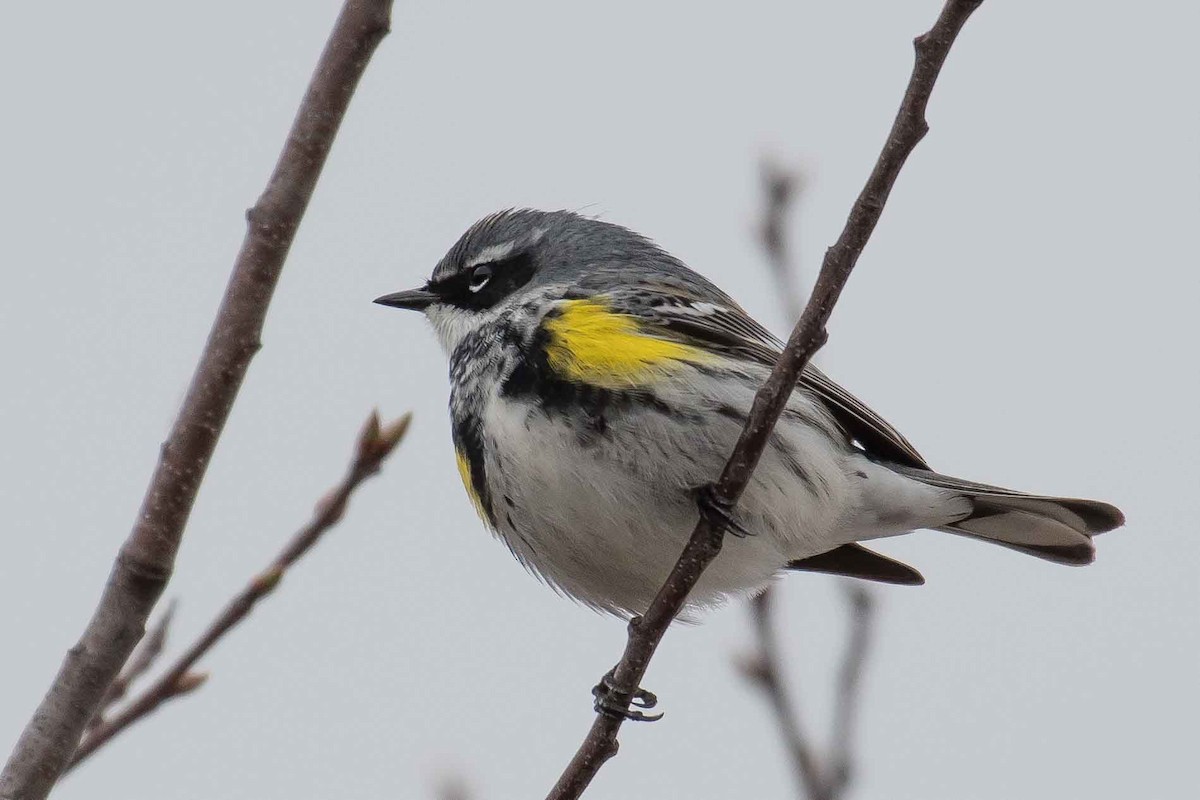 Yellow-rumped Warbler - ML153557351