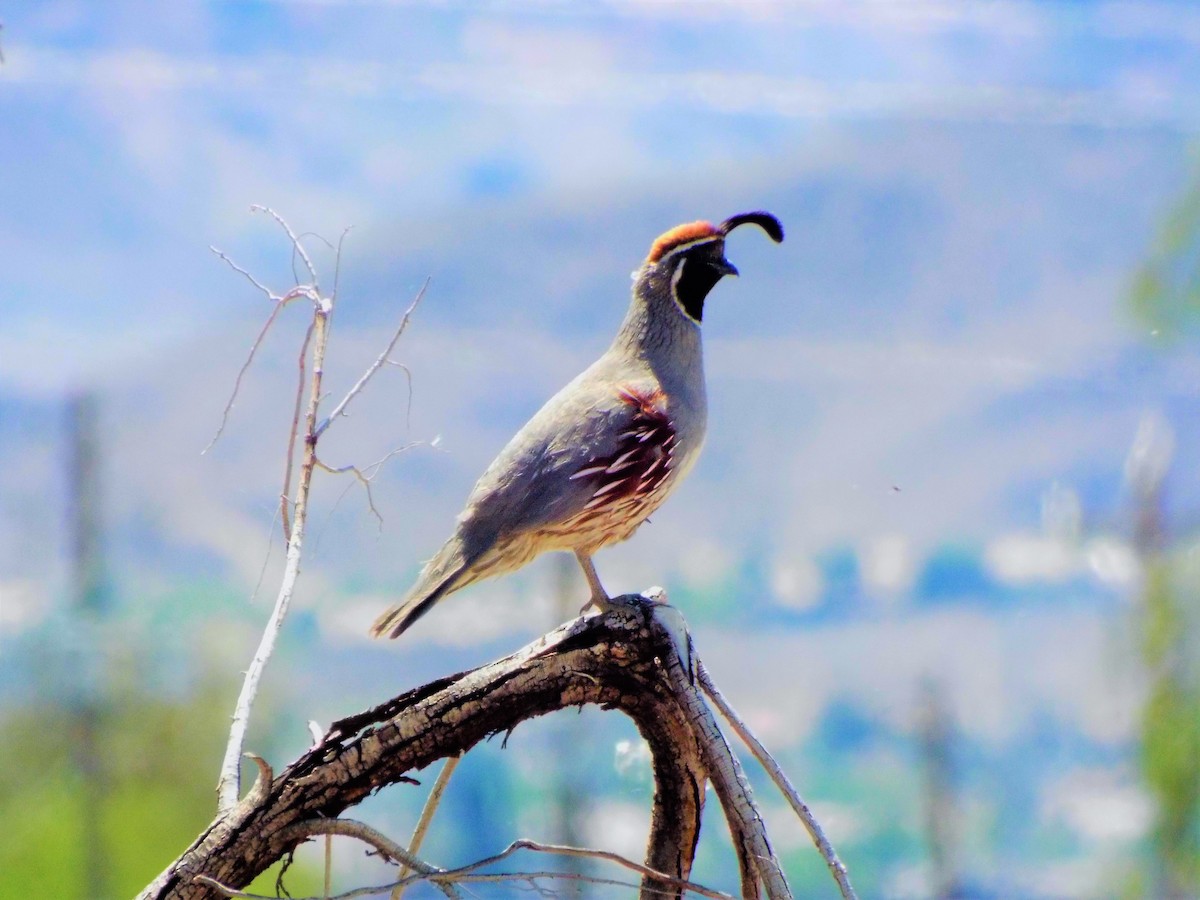 Gambel's Quail - ML153557461