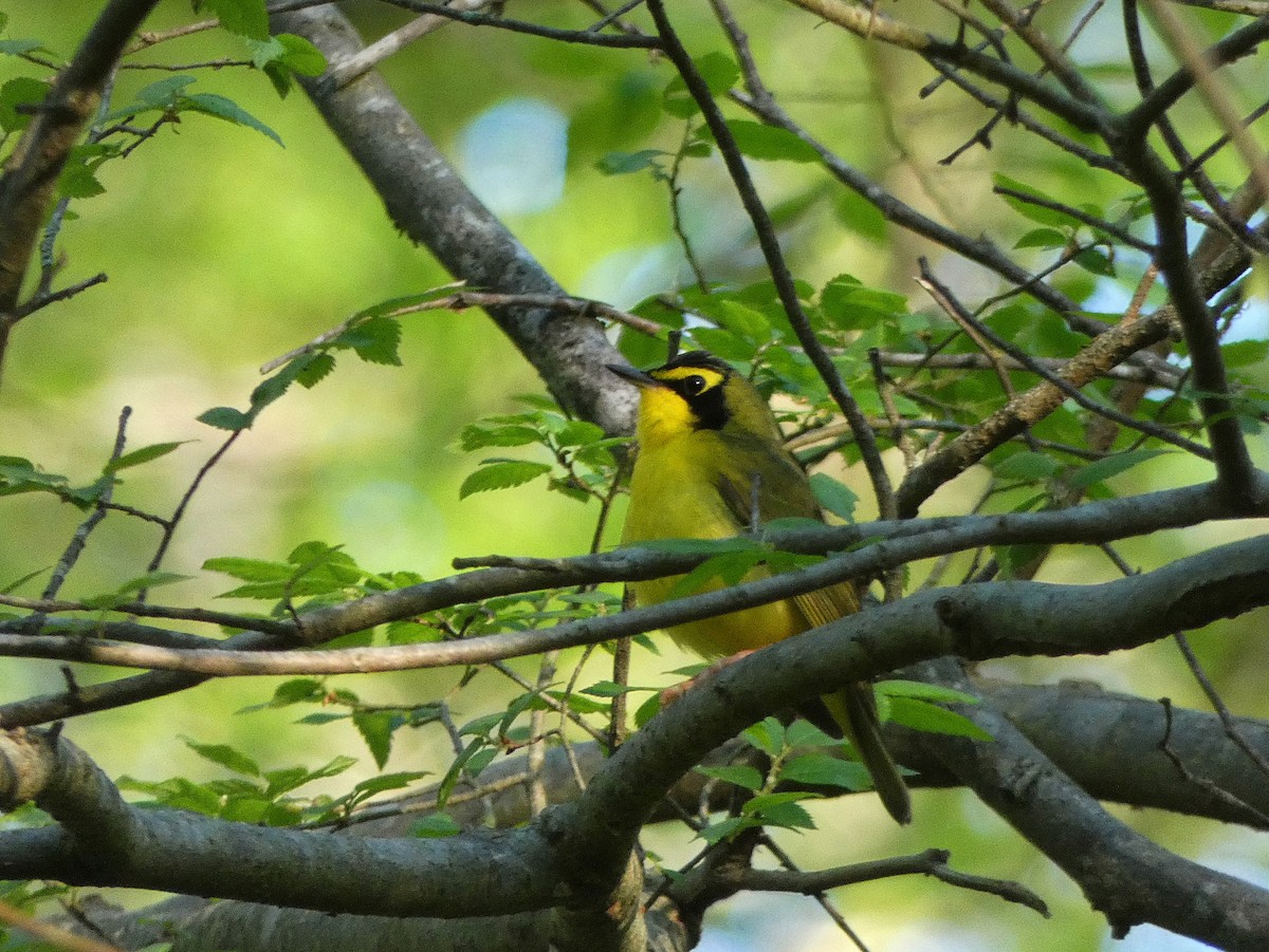Kentucky Warbler - ML153557611