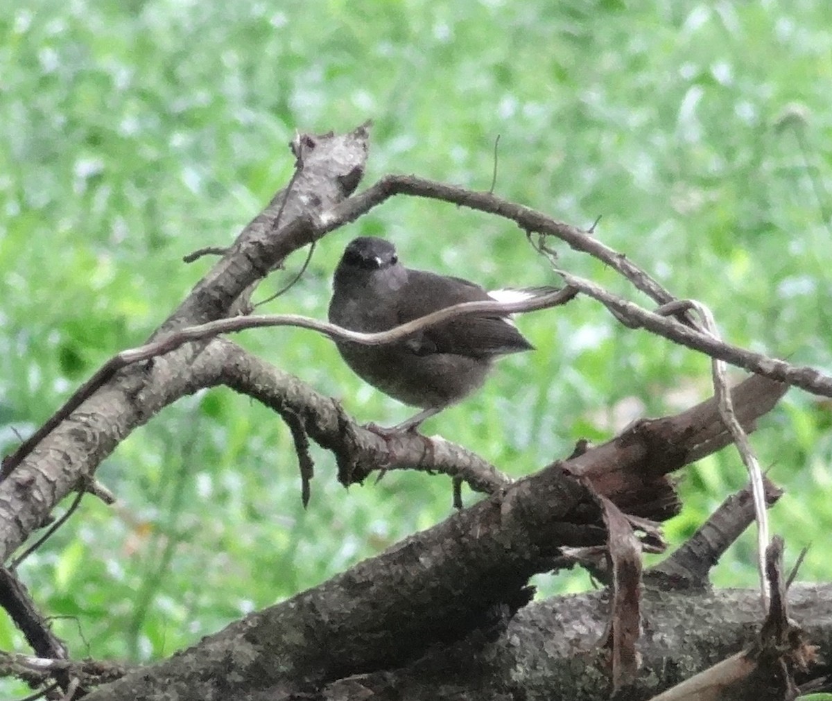 Buff-rumped Warbler - ML153557721