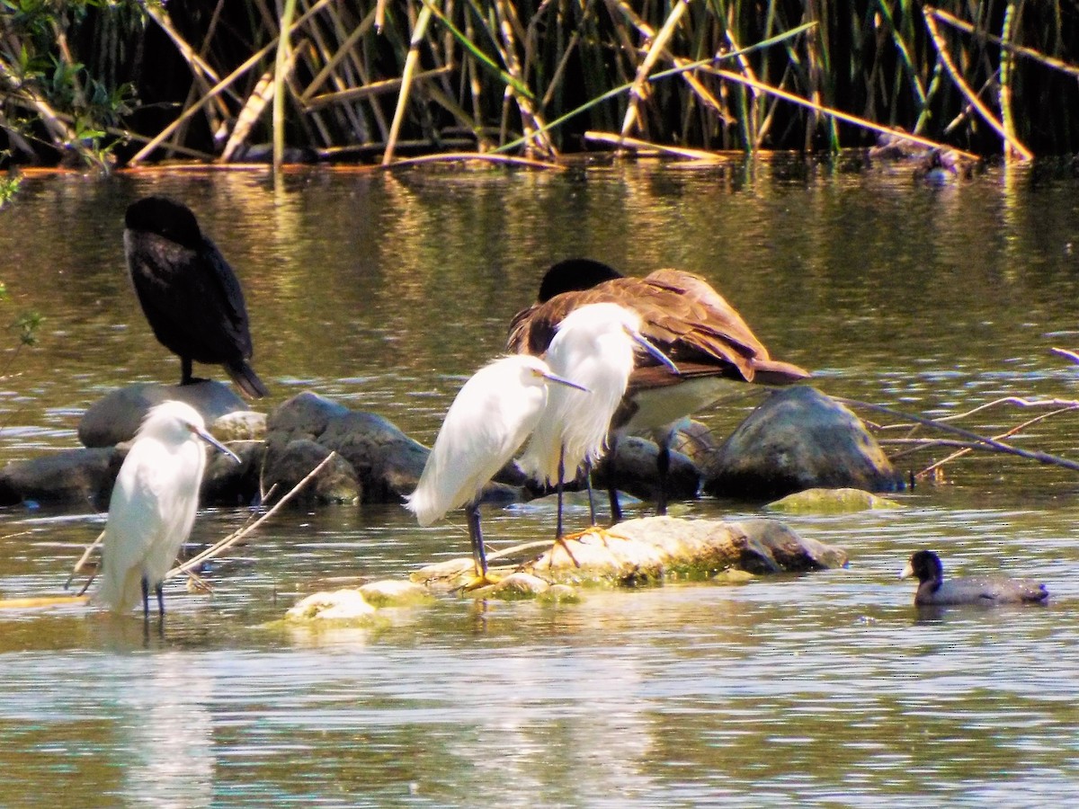 Snowy Egret - ML153558101