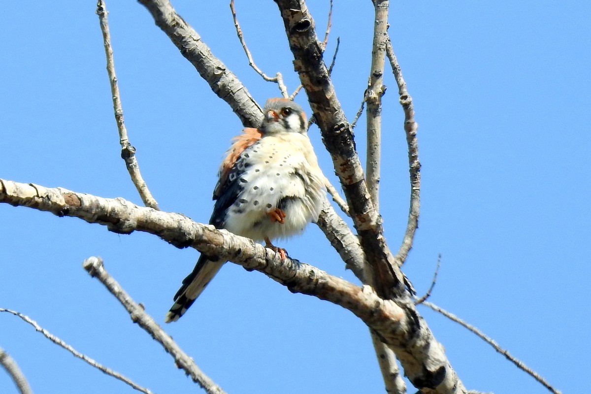 American Kestrel - Diana LaSarge and Aaron Skirvin