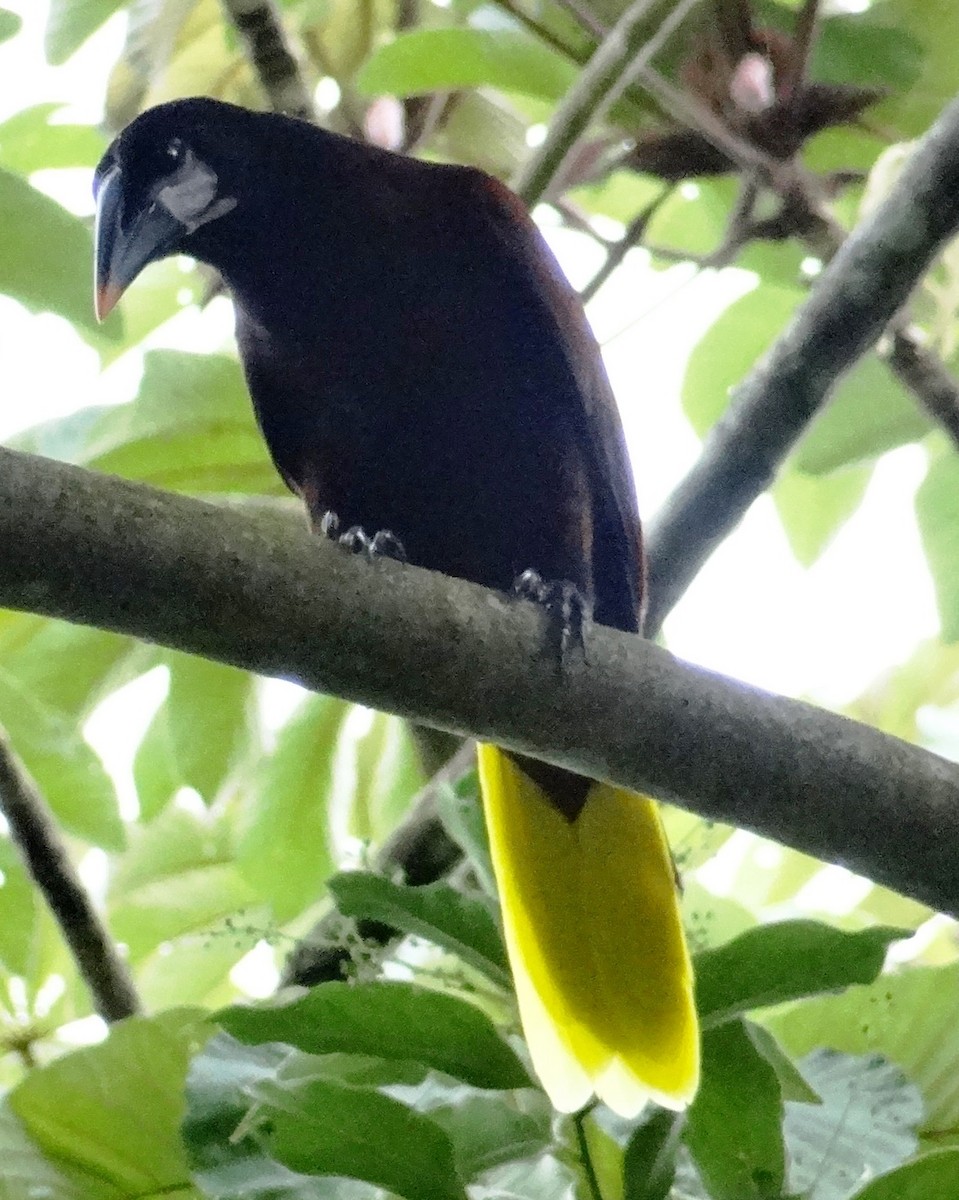 Montezuma Oropendola - ML153558481