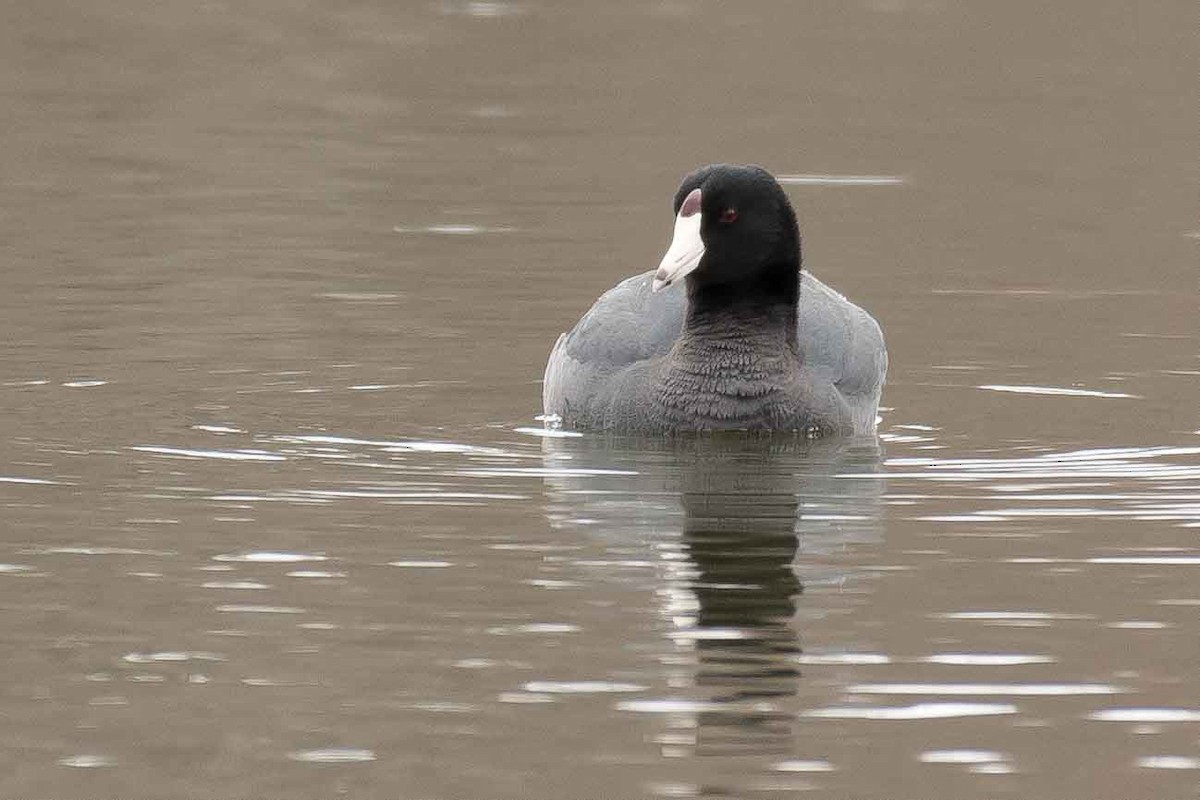 American Coot - ML153558821