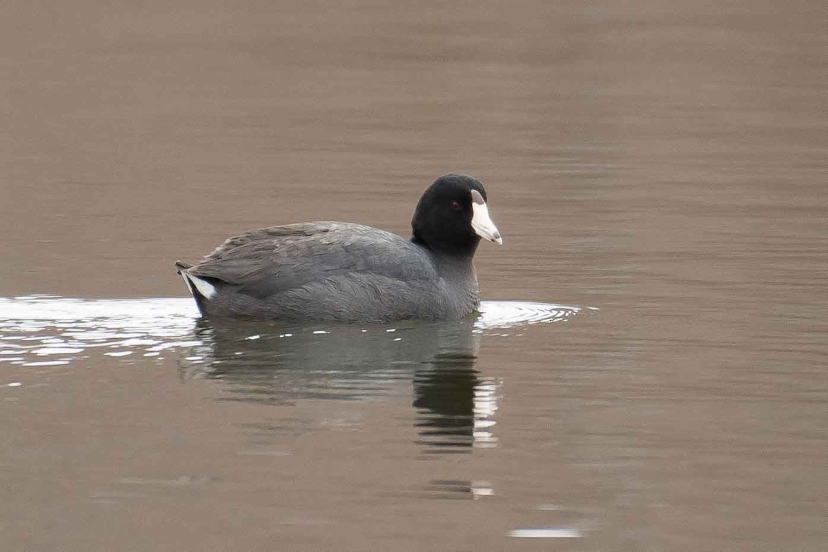 American Coot - ML153558831