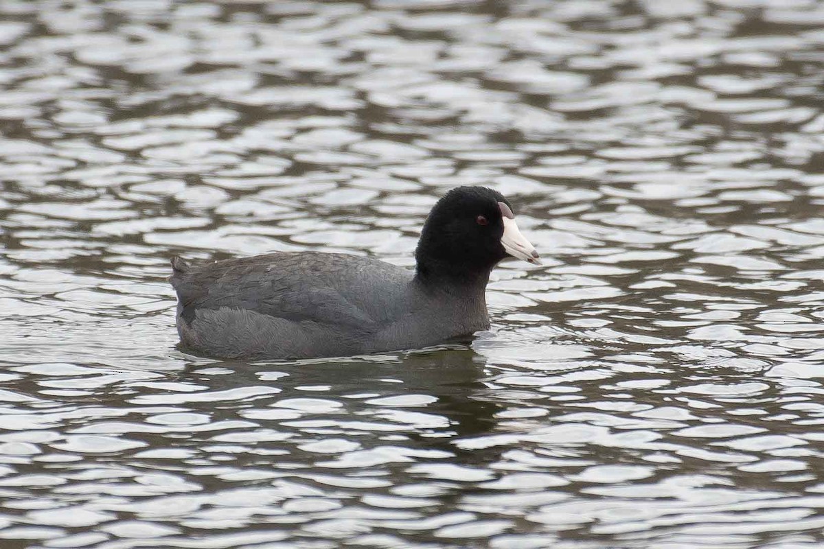 American Coot - ML153558841