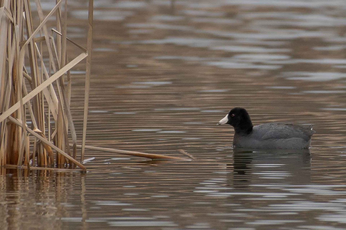 American Coot - ML153558871